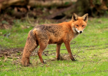 staring-fox